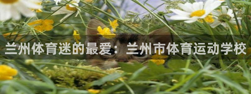 必发官网下载平台是正规平台吗安全吗:兰州体育迷的最爱:兰州市